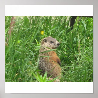 Alerted Groundhog Poster