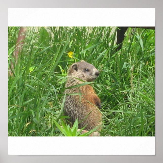 Alerted Groundhog Poster (Front)
