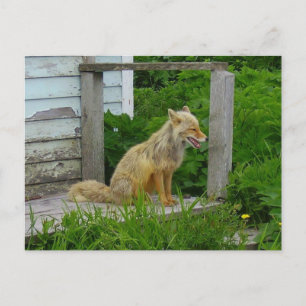 Aleutian Fox in Unalaska, Alaska Postcard