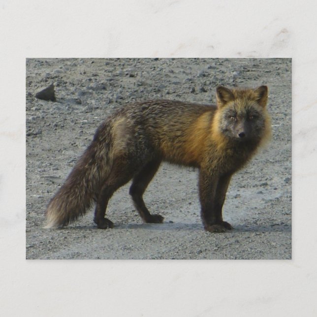 Aleutian Fox on the Road, Unalaska Island Postcard (Front)