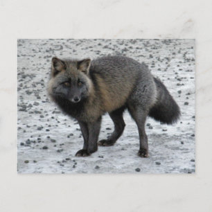 Aleutian Fox on Unalaska Island Postcard