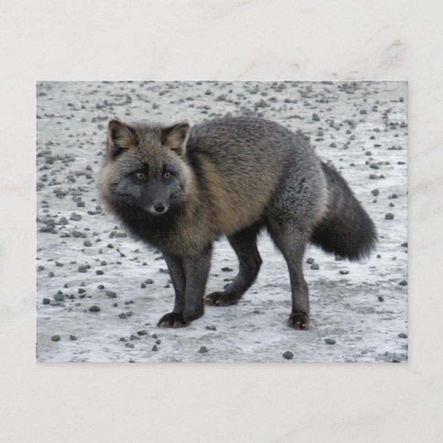Aleutian Fox on Unalaska Island Postcard (Front)