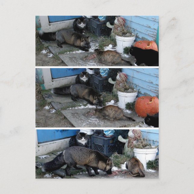 Aleutian Fox Stealing Catfood Postcard (Front)