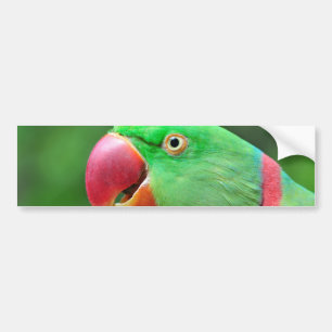 Alexandrine Parakeet Bumper Sticker