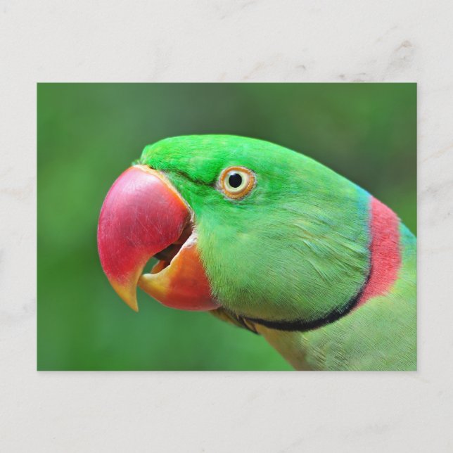 Alexandrine Parakeet Postcard (Front)