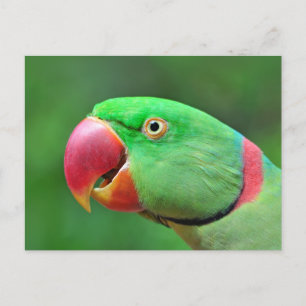 Alexandrine Parakeet Postcard