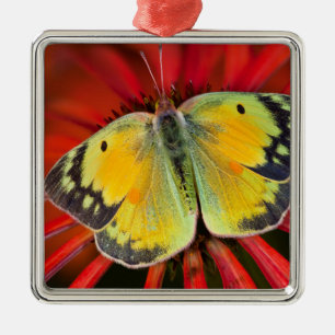 Alfalfa Butterfly On Cone Flower Metal Ornament