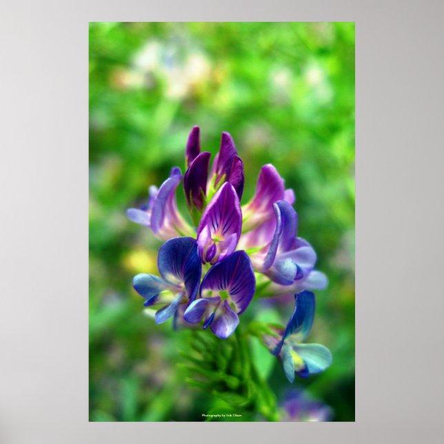 Alfalfa Flowers Poster (Front)