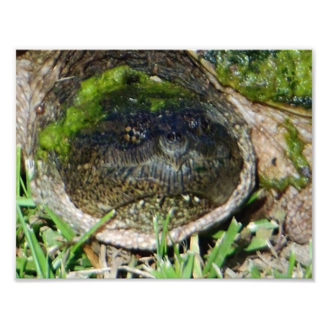 Algae Face Snapper Turtle Photo Print (Front)