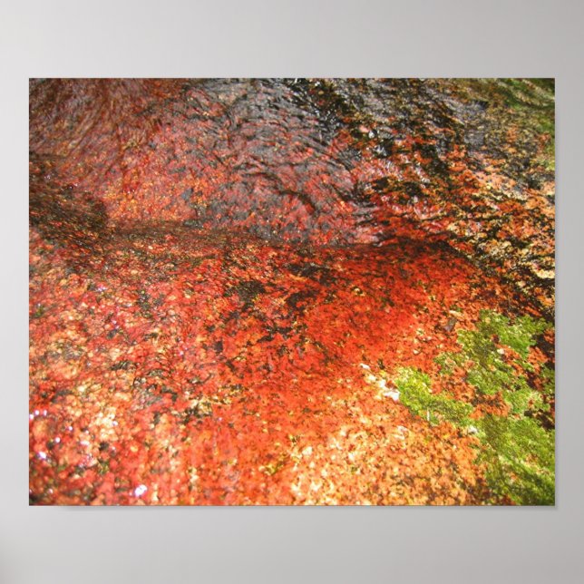 Algae from Honduras Poster (Front)