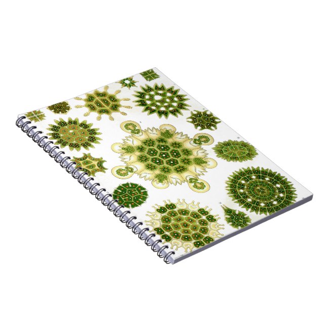 Algae notebook (Right Side)