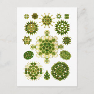 Algae Postcard