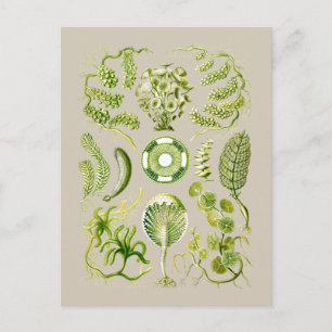 Algae Postcard