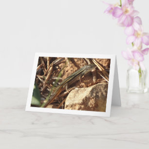 Algerian Sand Racer, Psammodromus Algirus, Lizard Card