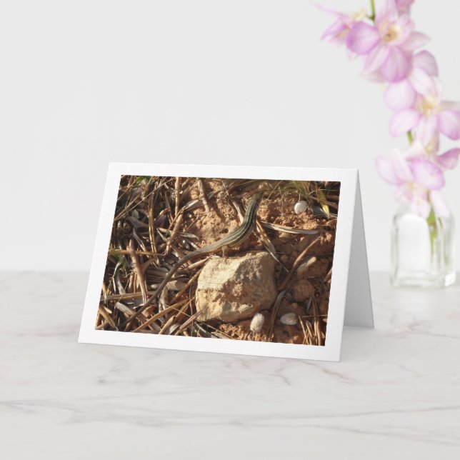 Algerian Sand Racer, Psammodromus Algirus, Lizard Card (Orchid)