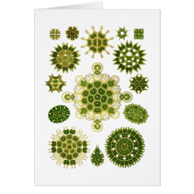 Algues vertes (Devant)