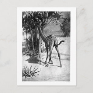 Alice B. Woodward: Altecamelus art poscard Postcard