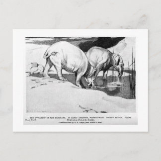 Alice B. Woodward: Moeritherium art postcard