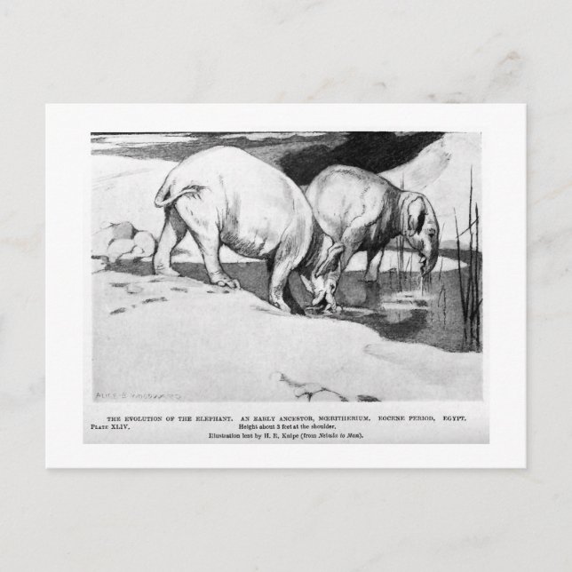 Alice B. Woodward: Moeritherium art postcard (Front)
