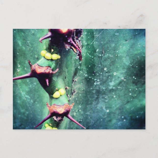 Alien Cactus Postcard (Front)