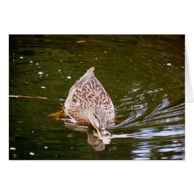 Alimentation Cute Duck (Devant horizontal)