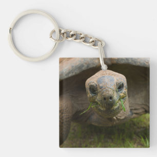 Alimentation de tortue d'Aldabra