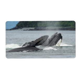 Alimentation des baleines à bosse
