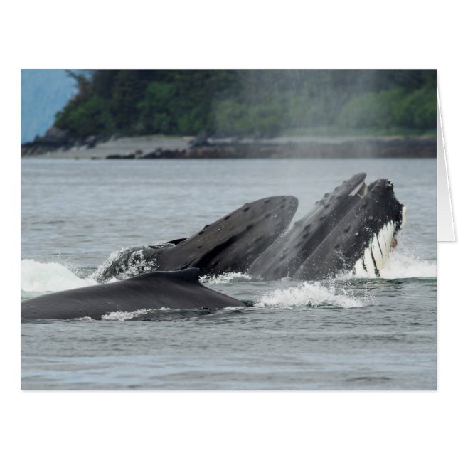 Alimentation des baleines à bosse (Devant horizontal)