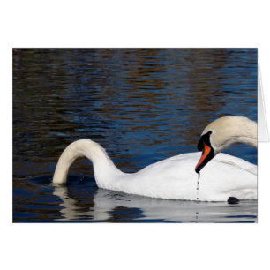 Alimentation des cygnes