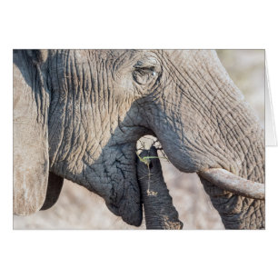 Alimentation des éléphants