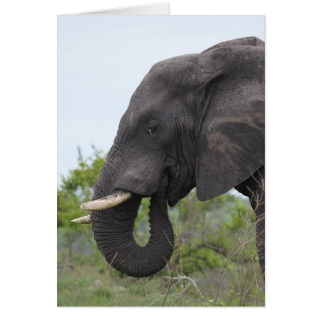 Alimentation des éléphants (Devant)