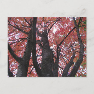 Ali's Perspective Postcard