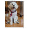 All American Puppy, the cutest Patriot