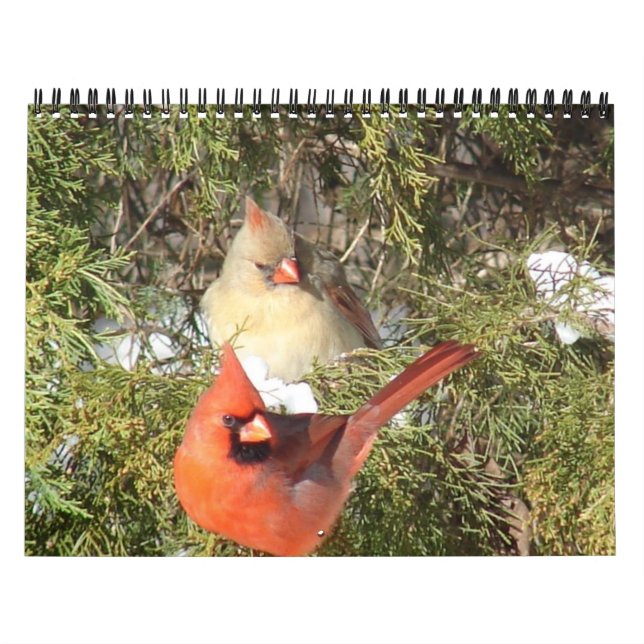 All Cardinals Calendar (Cover)