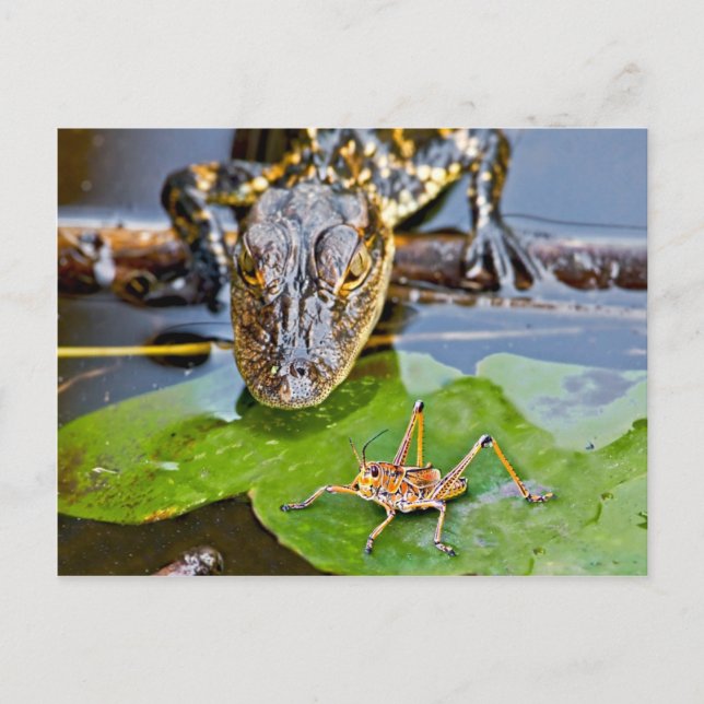 All Creatures Great and Small Postcard (Front)