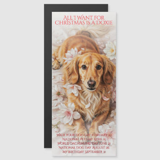 All I Want for Christmas is a Doxie