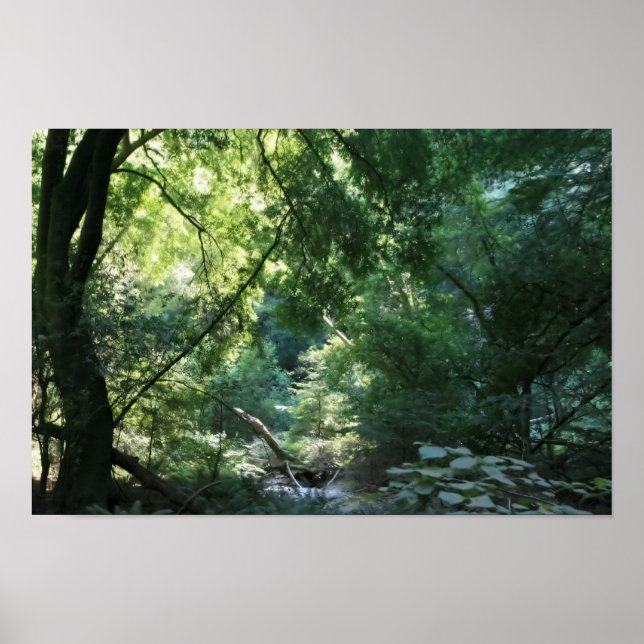 All is Quiet in Shadow Den, Muir Woods Poster (Front)