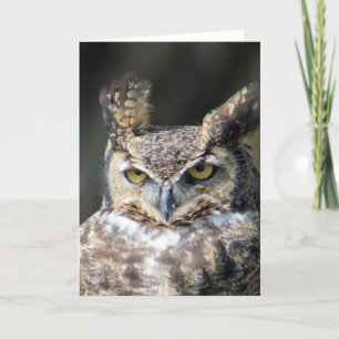 All note cards featuring Great Horned Owl