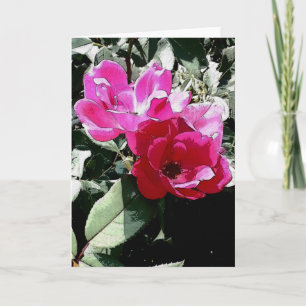 All Occasion Greeting Card (Blank Inside)