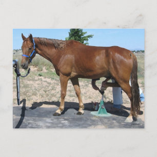 All Occasion Horse Farrier Care - Western Postcard