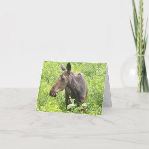 All occasion Moose Card