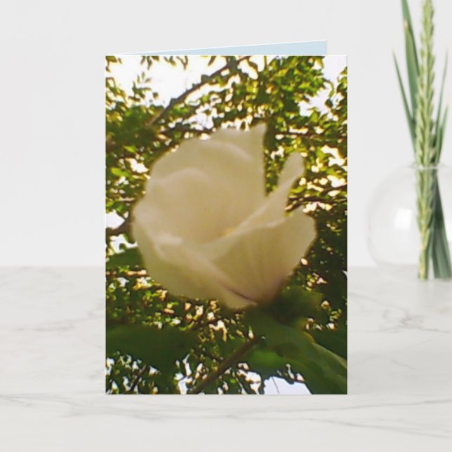 All Occasion White Rose Card (Front)