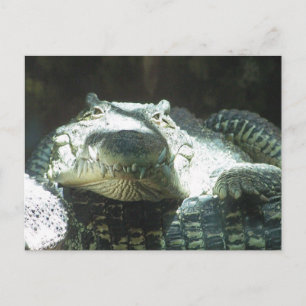 All Smiles Postcard