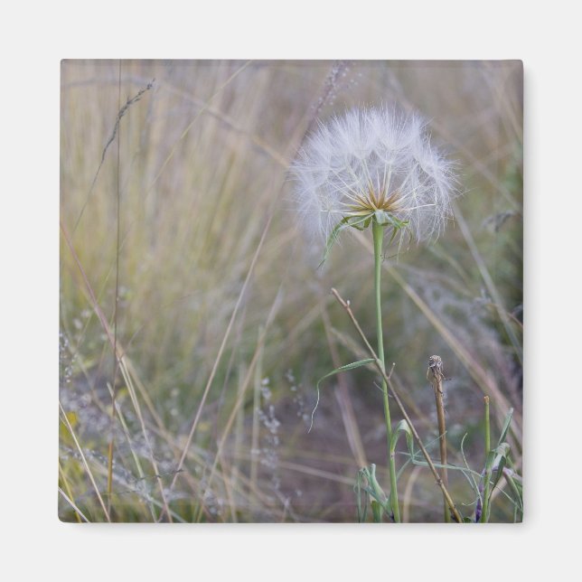 All the small things dandelion magnet (Front)