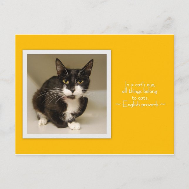 All Things Belong to Cats Postcard (Front)
