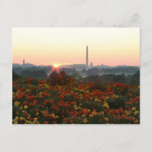 All Three Sunrise Postcard