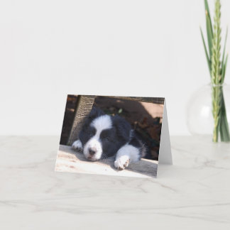 All Tuckered Out Border Collie Puppy Note Card