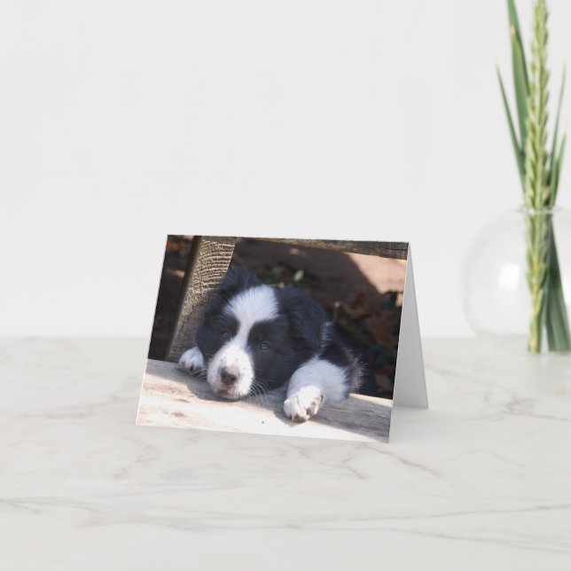 All Tuckered Out Border Collie Puppy Note Card (Front)