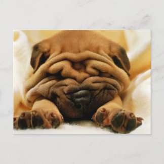 All Wrinkled Up Postcard