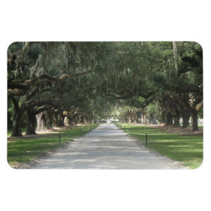 Allée de chêne à Boone Hall, Charleston SC Magnet